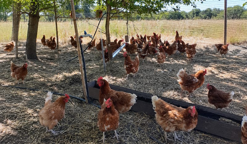 Personal sanitario realiza tareas de vigilancia en aves domésticas como parte de los muestreos preventivos de influenza aviar.